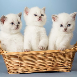 Jigsaw puzzle: Kittens in a basket
