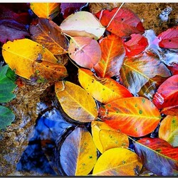 Jigsaw puzzle: Autumn leaves palette