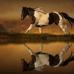 Jigsaw puzzle: Horse reflection