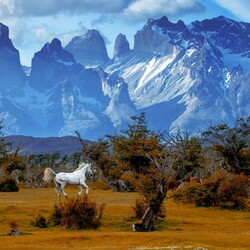 Jigsaw puzzle: Horse on the background of mountains