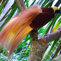 Jigsaw puzzle: bird of paradise