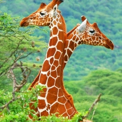 Jigsaw puzzle: Giraffes