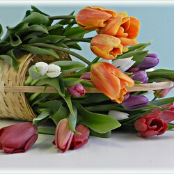 Jigsaw puzzle: Tulips