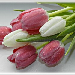 Jigsaw puzzle: Tulips as a gift