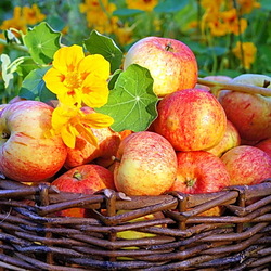 Jigsaw puzzle: Basket with apples