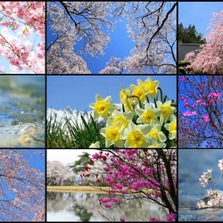Jigsaw puzzle: Blooming spring