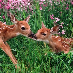 Jigsaw puzzle: Fawn