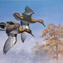Jigsaw puzzle: Two ducks