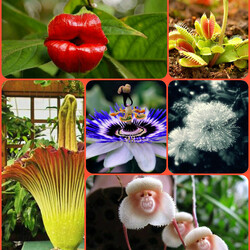 Jigsaw puzzle: Exotic flowers