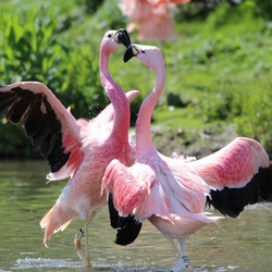 Jigsaw puzzle: Flamingo dance