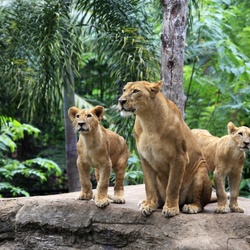 Jigsaw puzzle: Lioness with cubs
