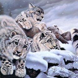 Jigsaw puzzle: Snow Leopard