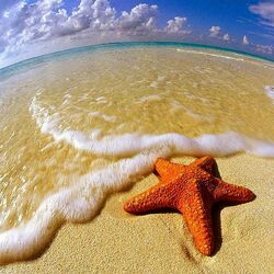 Jigsaw puzzle: Starfish on the sand