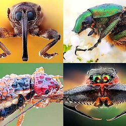 Jigsaw puzzle: Insect world