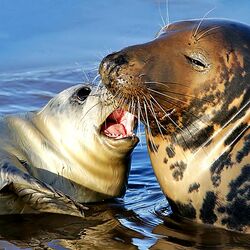 Jigsaw puzzle: Seals