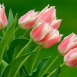 Jigsaw puzzle: Fringed tulips