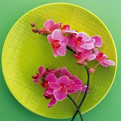 Jigsaw puzzle: Orchid twigs on a platter