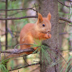 Jigsaw puzzle: Red squirrel