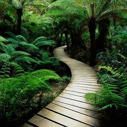 Jigsaw puzzle: Path