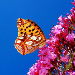 Jigsaw puzzle: Butterfly and flowers
