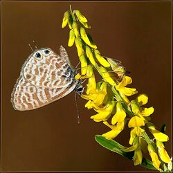 Jigsaw puzzle: Butterfly and grasshopper on a flower
