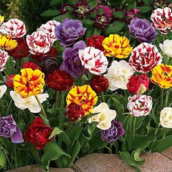 Jigsaw puzzle: Tulips