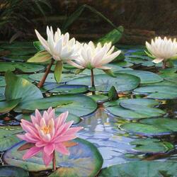 Jigsaw puzzle: Lotuses