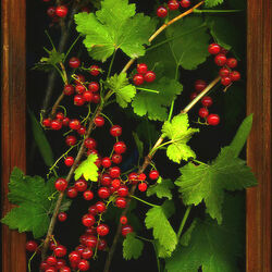 Jigsaw puzzle: Currant