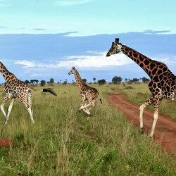 Jigsaw puzzle: Giraffes