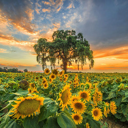 Jigsaw puzzle: In sunflowers