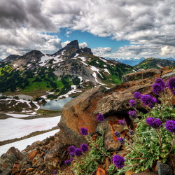 Jigsaw puzzle: Mountain flowers