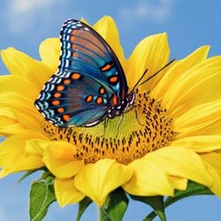 Jigsaw puzzle: Butterfly and sunflower