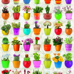 Jigsaw puzzle: Cacti and succulents