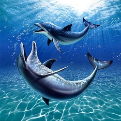 Jigsaw puzzle: Playful dolphins