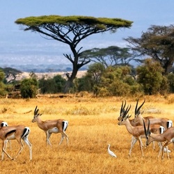 Jigsaw puzzle: Gazelles