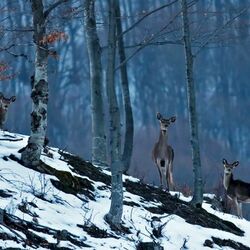 Jigsaw puzzle: Deer in the forest