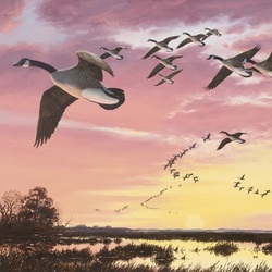 Jigsaw puzzle: Canadian geese