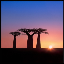 Jigsaw puzzle: African sunrises