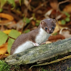 Jigsaw puzzle: Weasel