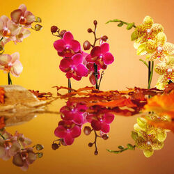 Jigsaw puzzle: Orchids