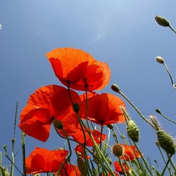 Jigsaw puzzle: Poppies color