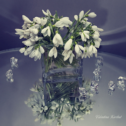 Jigsaw puzzle: Snowdrops