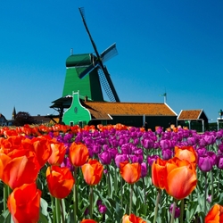 Jigsaw puzzle: Tulips at the mill