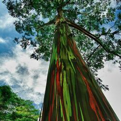 Jigsaw puzzle: Rainbow eucalyptus