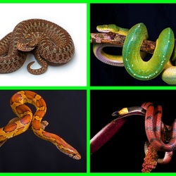 Jigsaw puzzle: Snakes