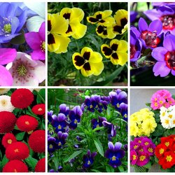 Jigsaw puzzle: Spring multicolor