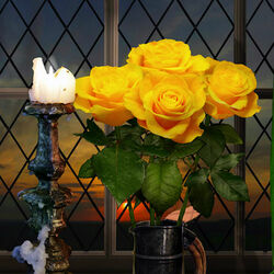 Jigsaw puzzle: Yellow roses
