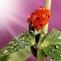 Jigsaw puzzle: Wet ladybug