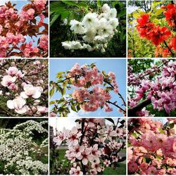 Jigsaw puzzle: 9 moments of spring