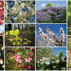 Jigsaw puzzle: 10 moments of spring